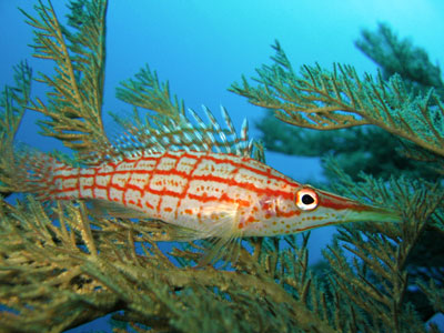 Longnose hawkfish